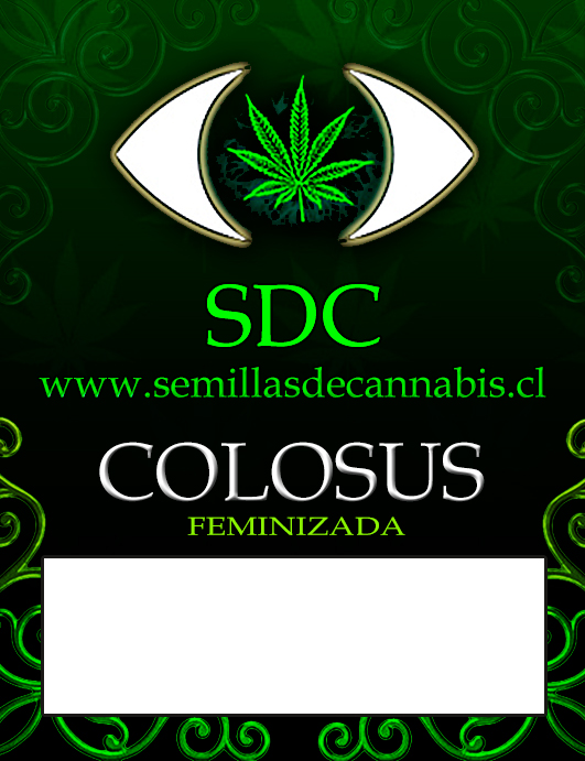 Colosus Feminizada